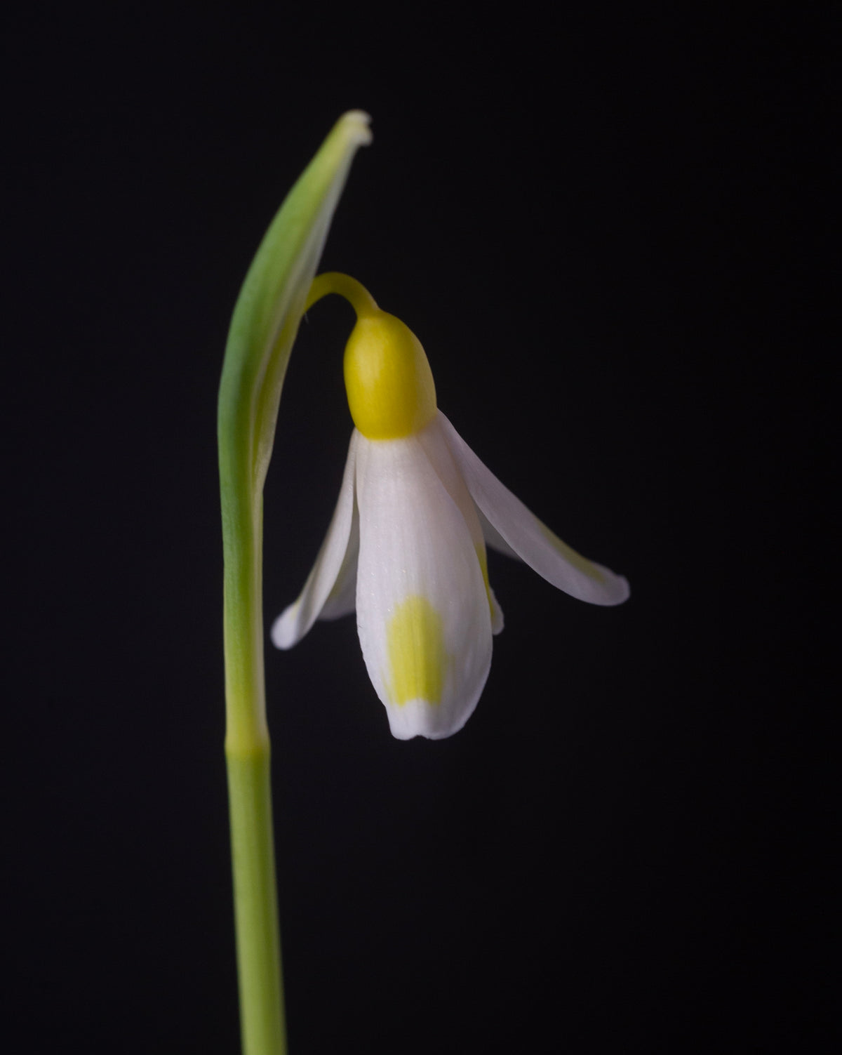 Galanthus plicatus 'Golden Fleece' snowdrop – photo 5