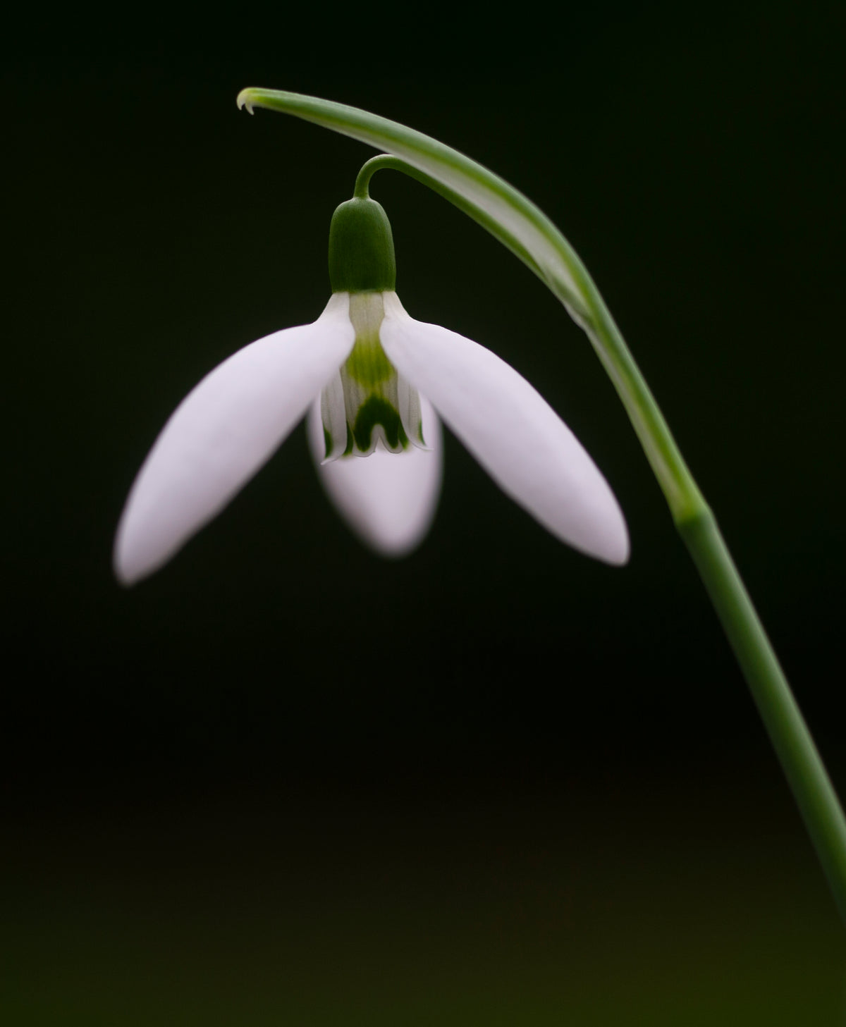 Galanthus 'Gruner Nebel' snowdrop – photo 6