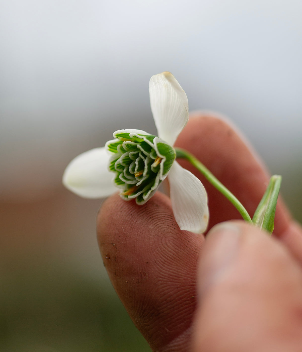 Galanthus 'Hippolyta' snowdrop – photo 2