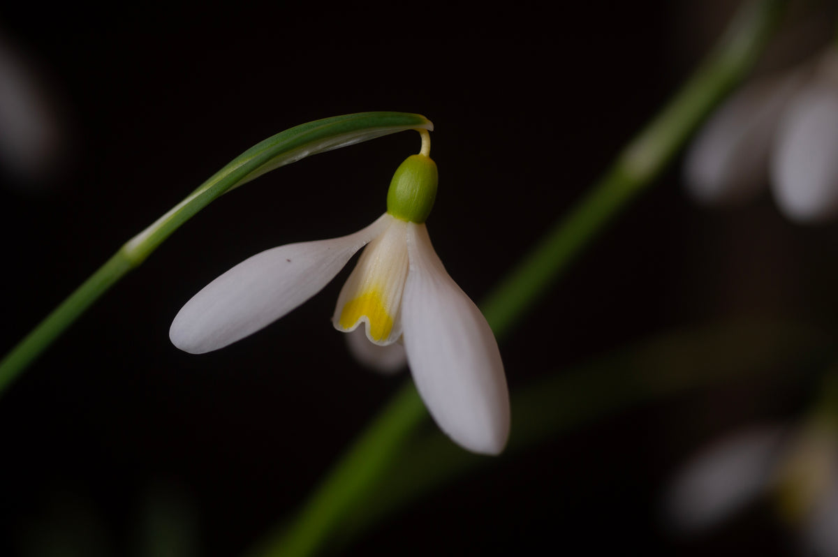 Galanthus 'Mother Goose' snowdrop – photo 9