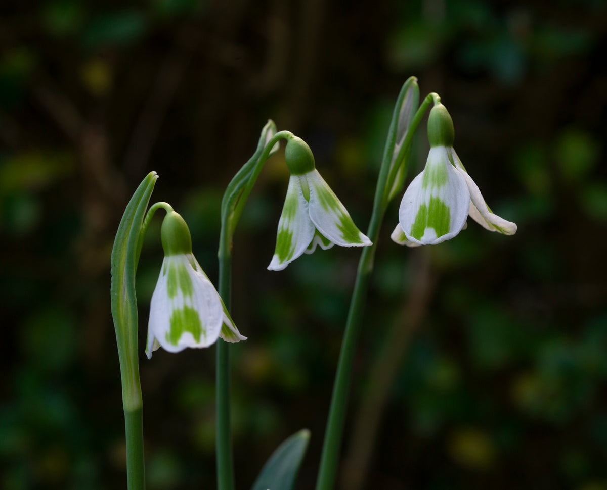 Galanthus 'Phil Cornish' snowdrop – photo 5