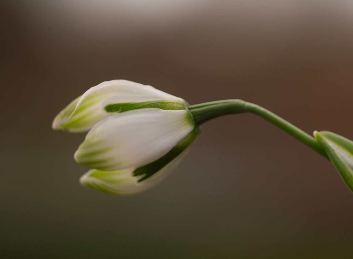 Galanthus 'Rodmarton' snowdrop – photo 6
