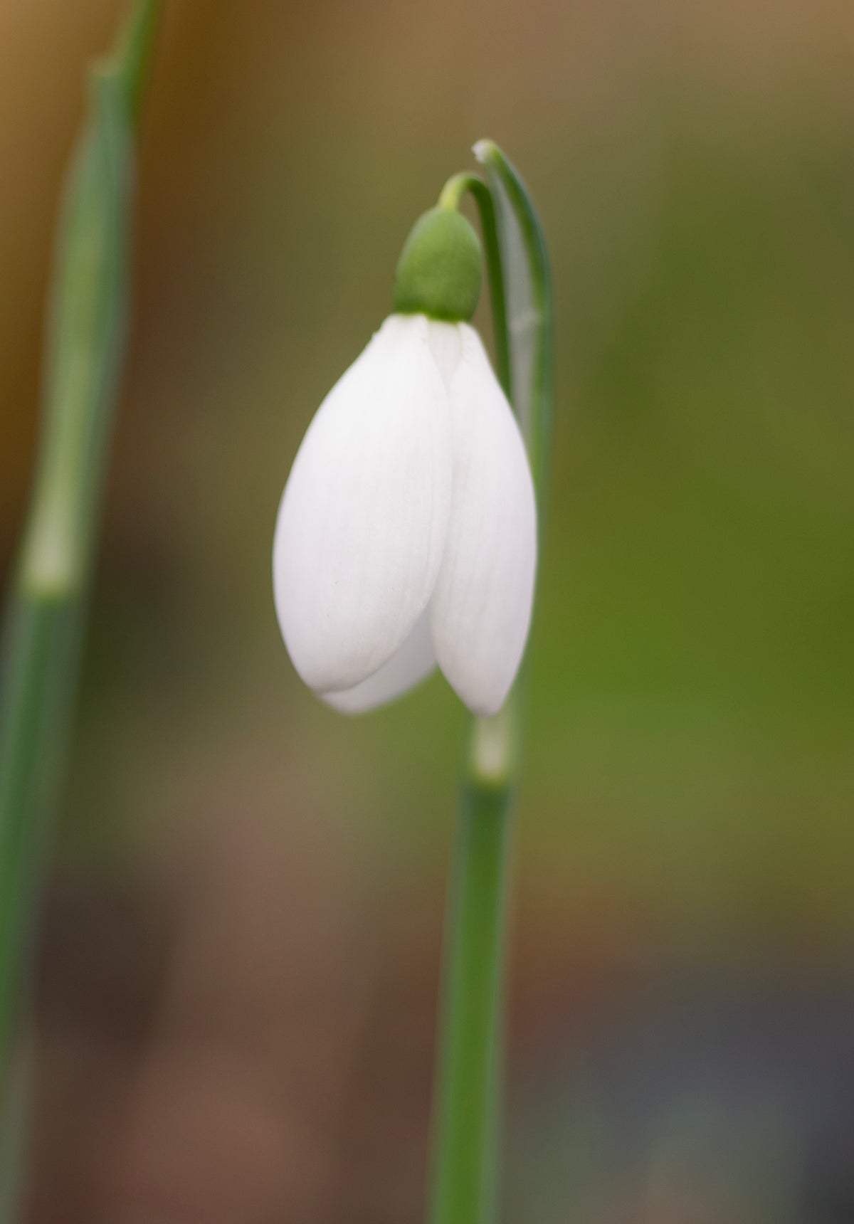 Galanthus 'S. Arnott' snowdrop – photo 3