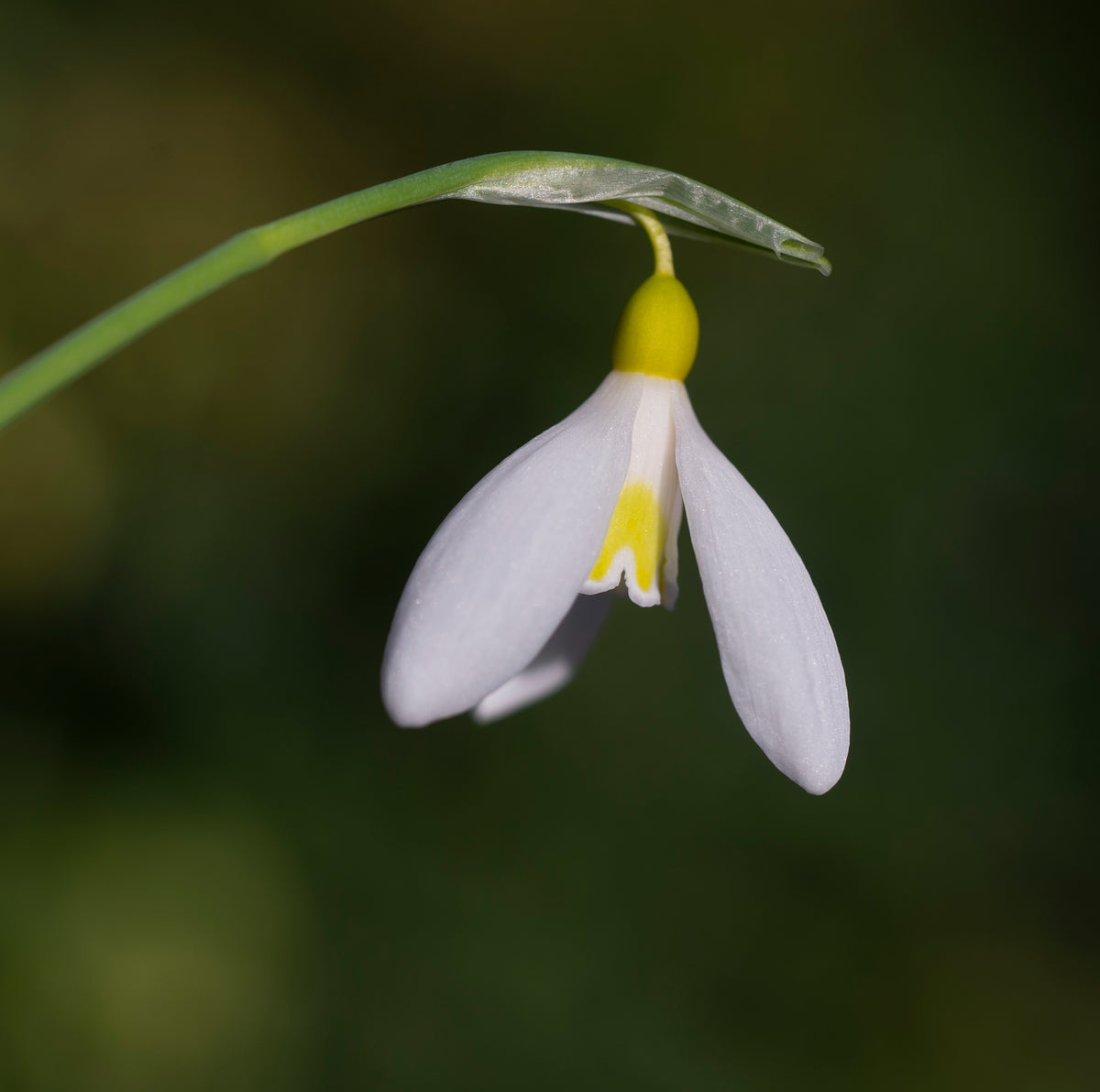 Galanthus plicatus 'Sarah Dumont' snowdrop – photo 5