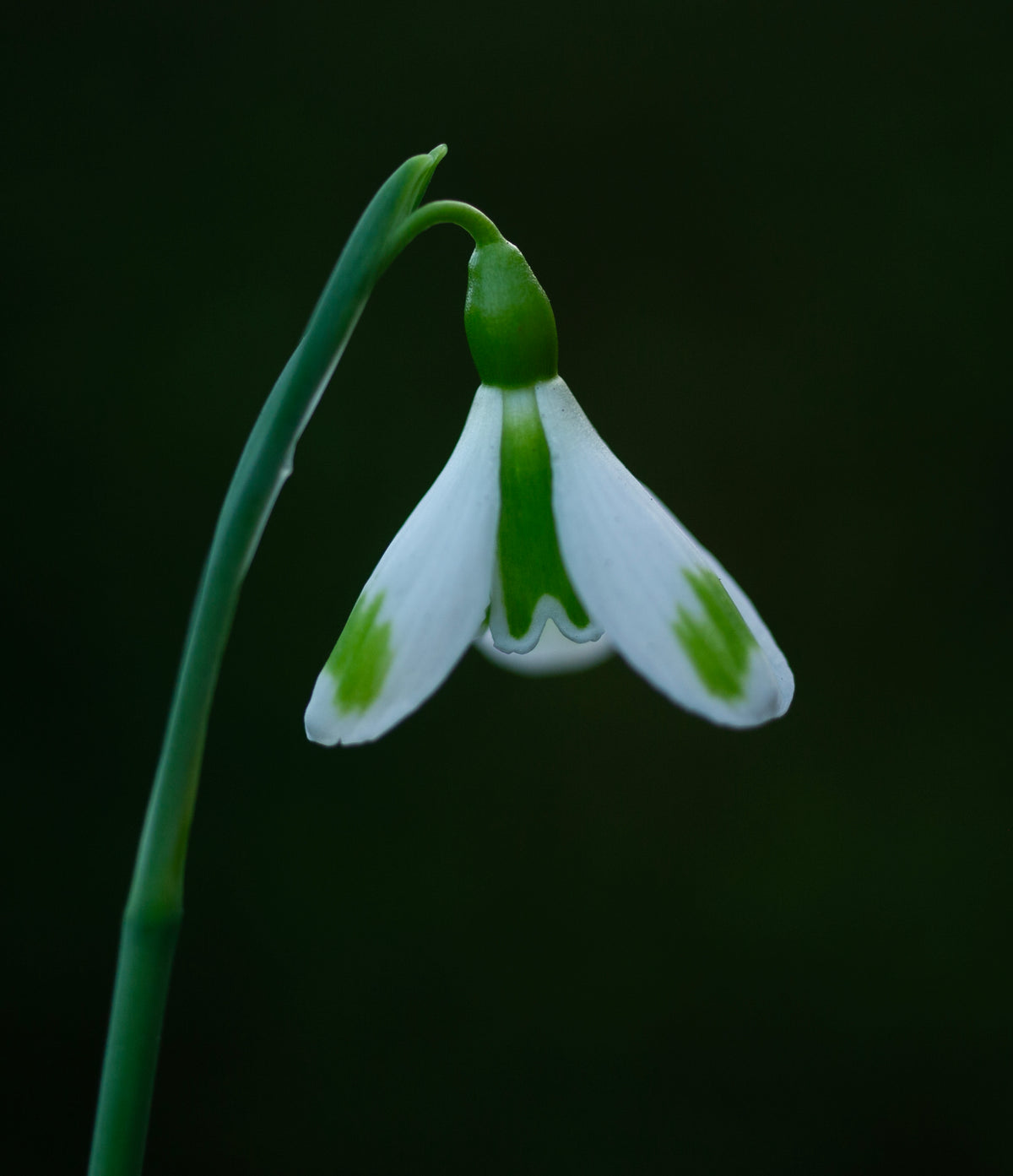Galanthus plicatus 'The Wizard' snowdrop – photo 4