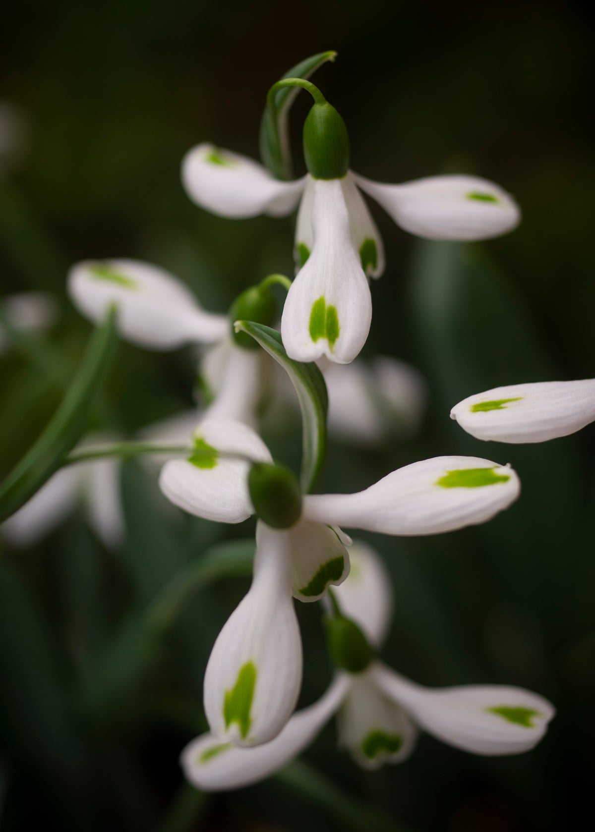 Galanthus 'Trumps' snowdrop – photo 10