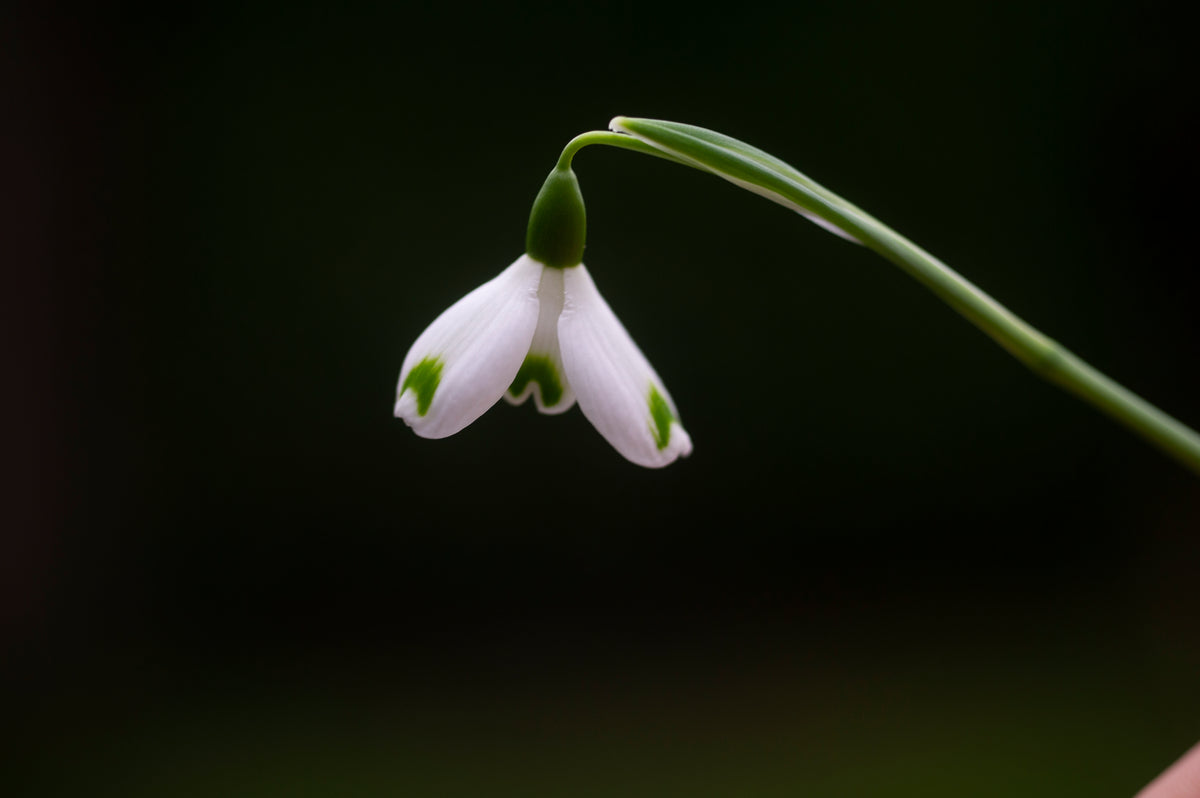 Galanthus 'Trym Baby' snowdrop – photo 7
