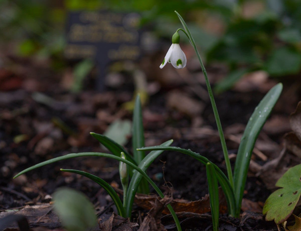 Galanthus 'Trympostor' snowdrop – photo 5
