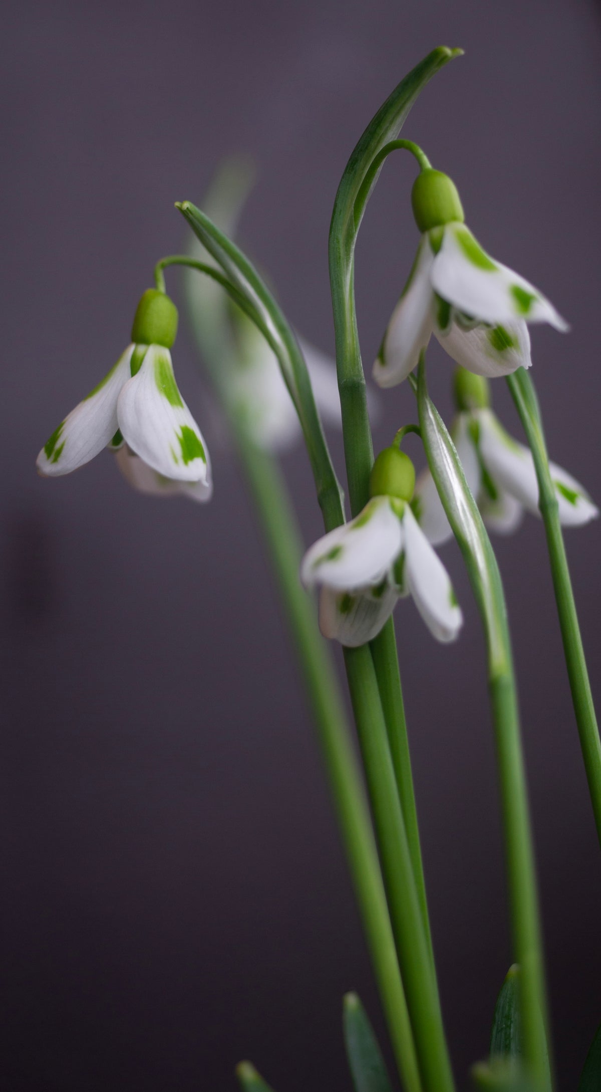 Galanthus 'Veronica Cross' snowdrop – photo 7