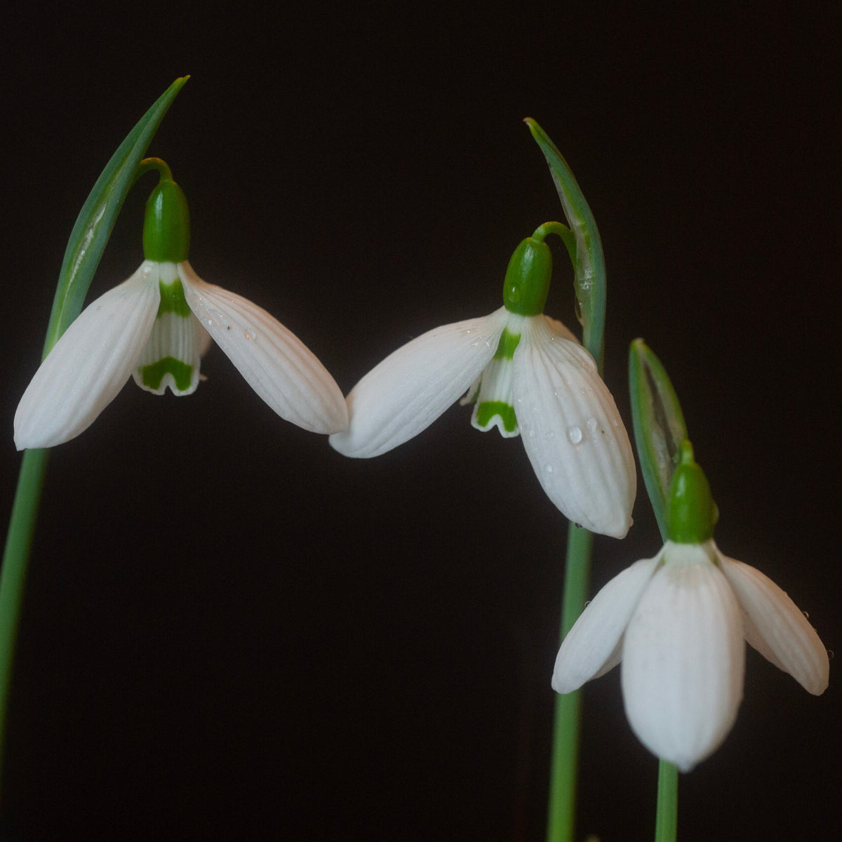 Galanthus bursanus 'Alpha Anna's Protege' snowdrop flower