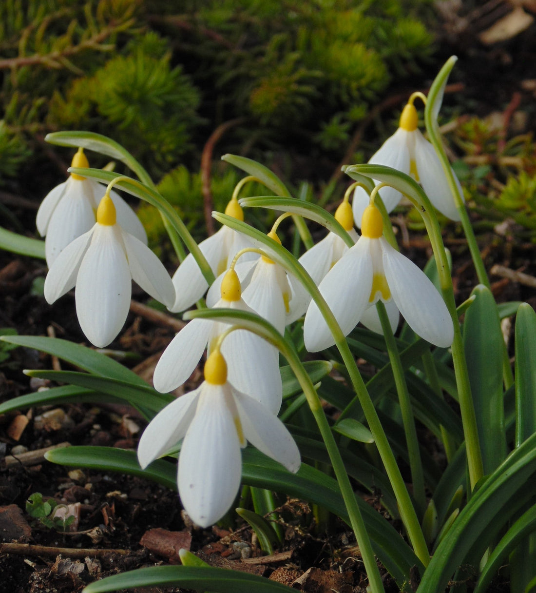 Snowdrops from Seed - Lucy Tyler
