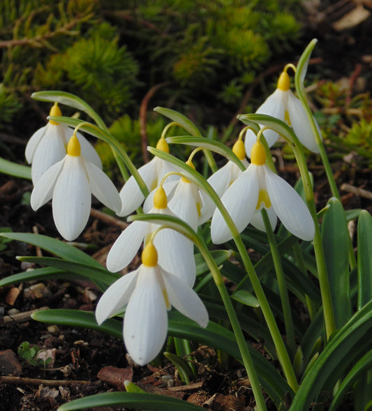 Snowdrops from Seed - Lucy Tyler
