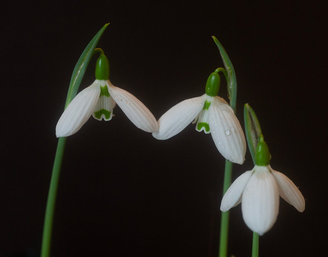 Galanthus bursanus