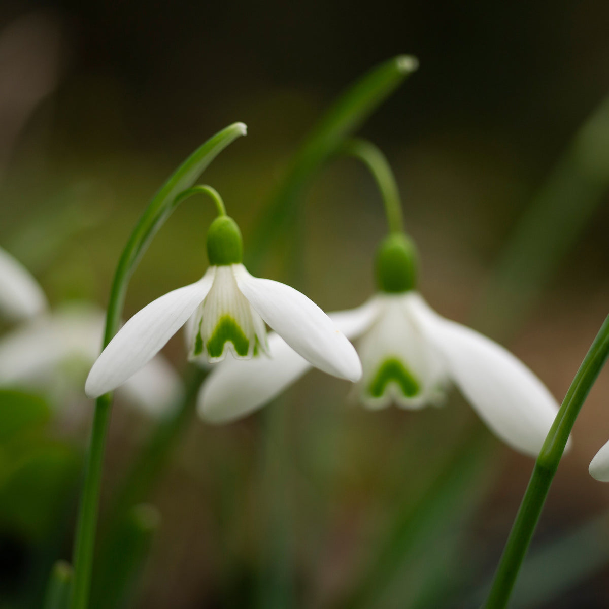 Galanthus 'Benton Magnet' snowdrop flower
