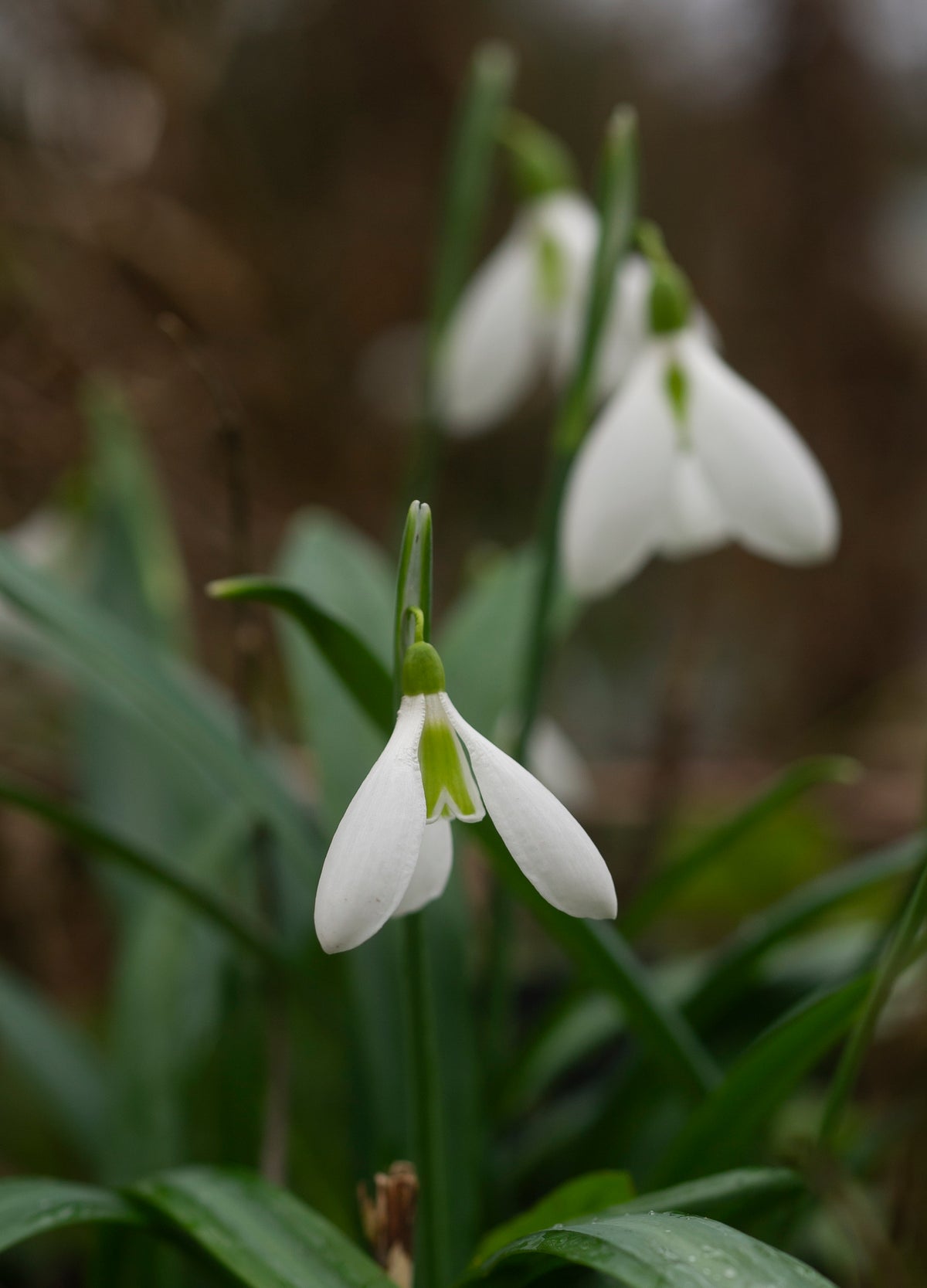 Galanthus plicatus 'Castle Plum' snowdrop – photo 4