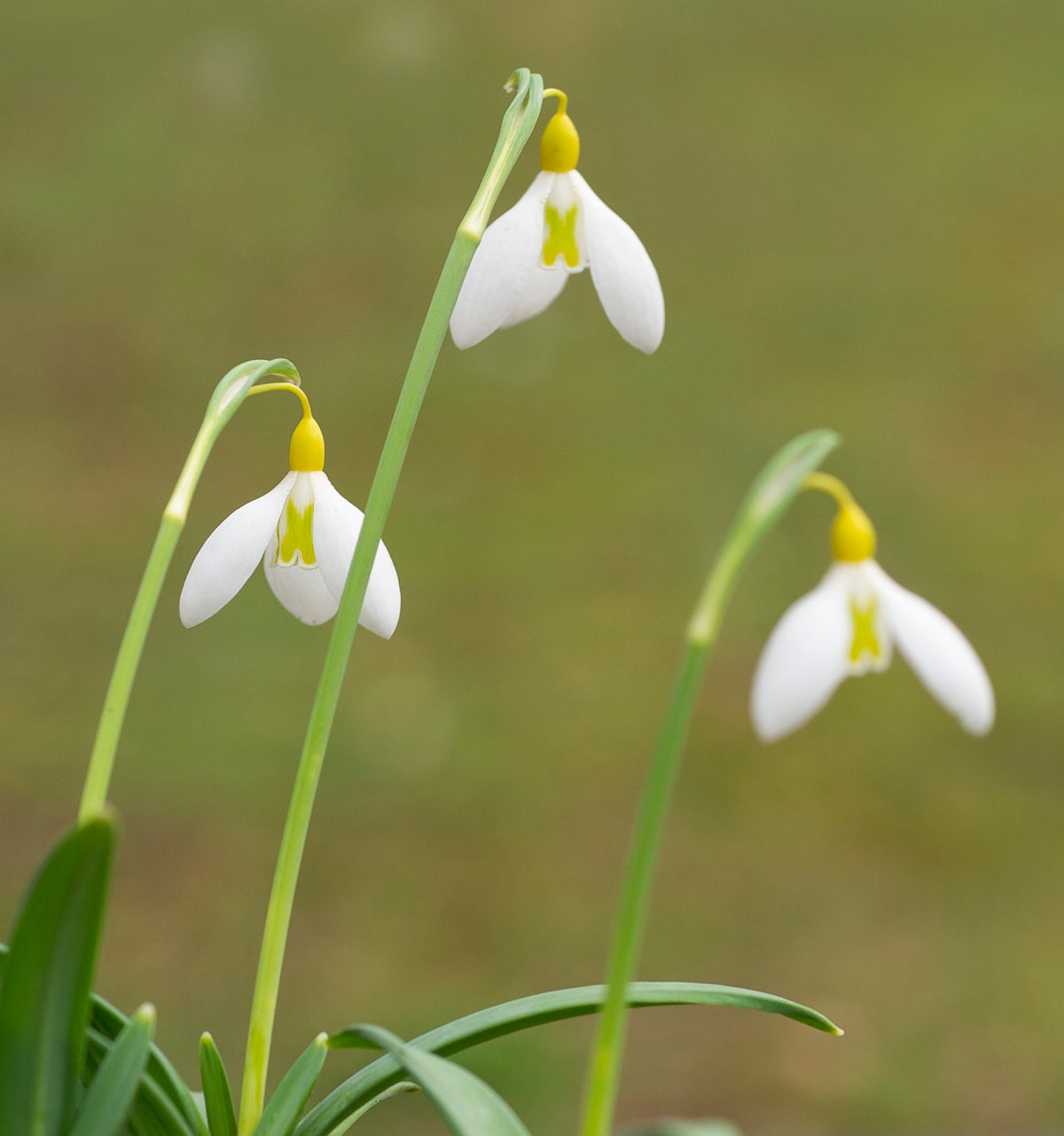 Galanthus 'Chantry Gold Cross' snowdrop – photo 2
