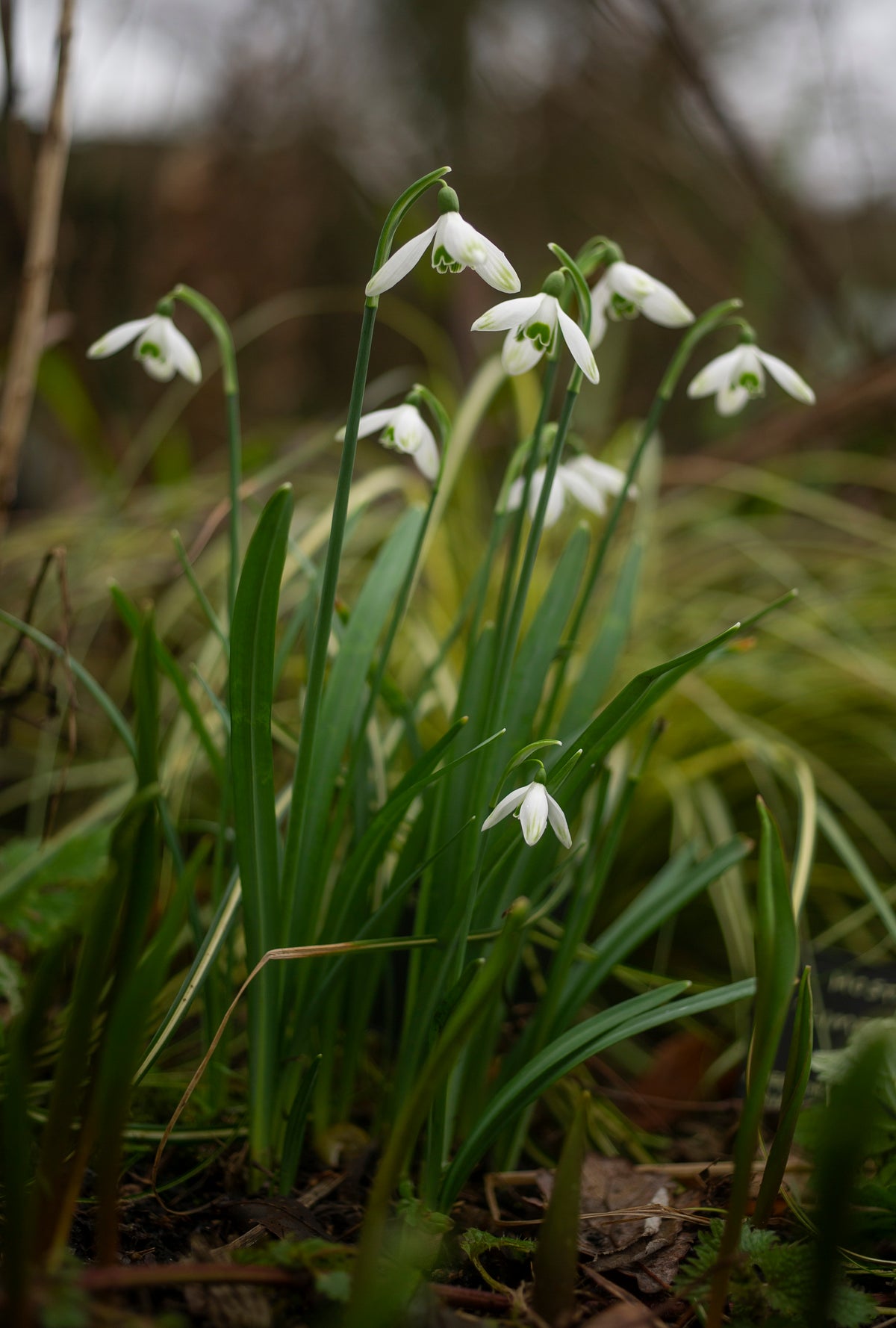 Galanthus nivalis 'Cornwood' snowdrop – photo 2