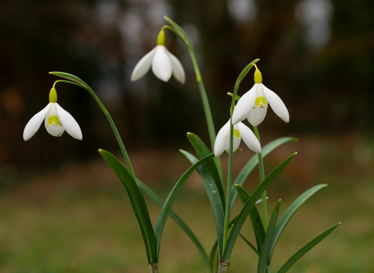 Galanthus x valentinei 'Dryad Gold Charm' snowdrop – photo 5