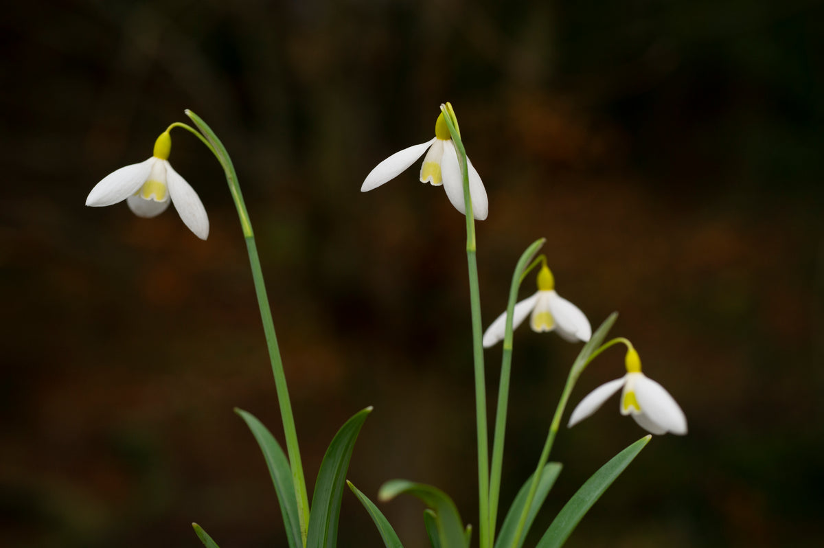 Galanthus x valentinei 'Dryad Gold Ribbon' snowdrop – photo 2