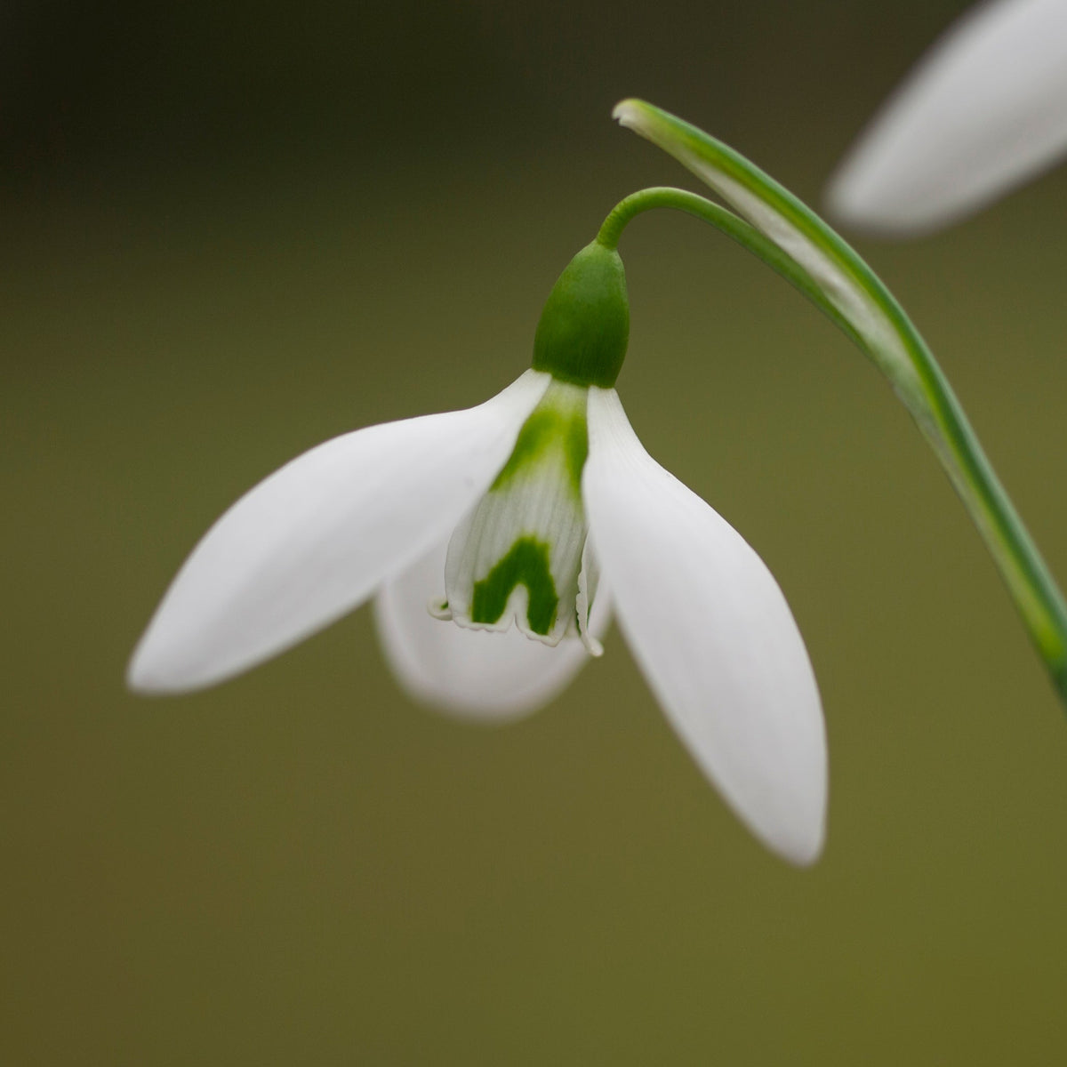 Galanthus 'Fieldgate Prelude' snowdrop flower
