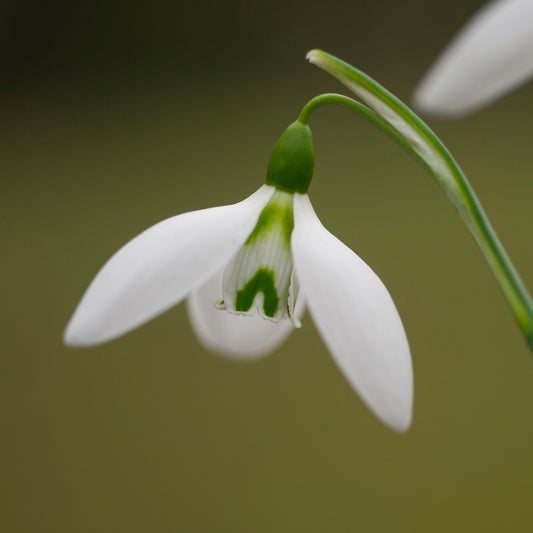 Galanthus 'Fieldgate Prelude' snowdrop flower