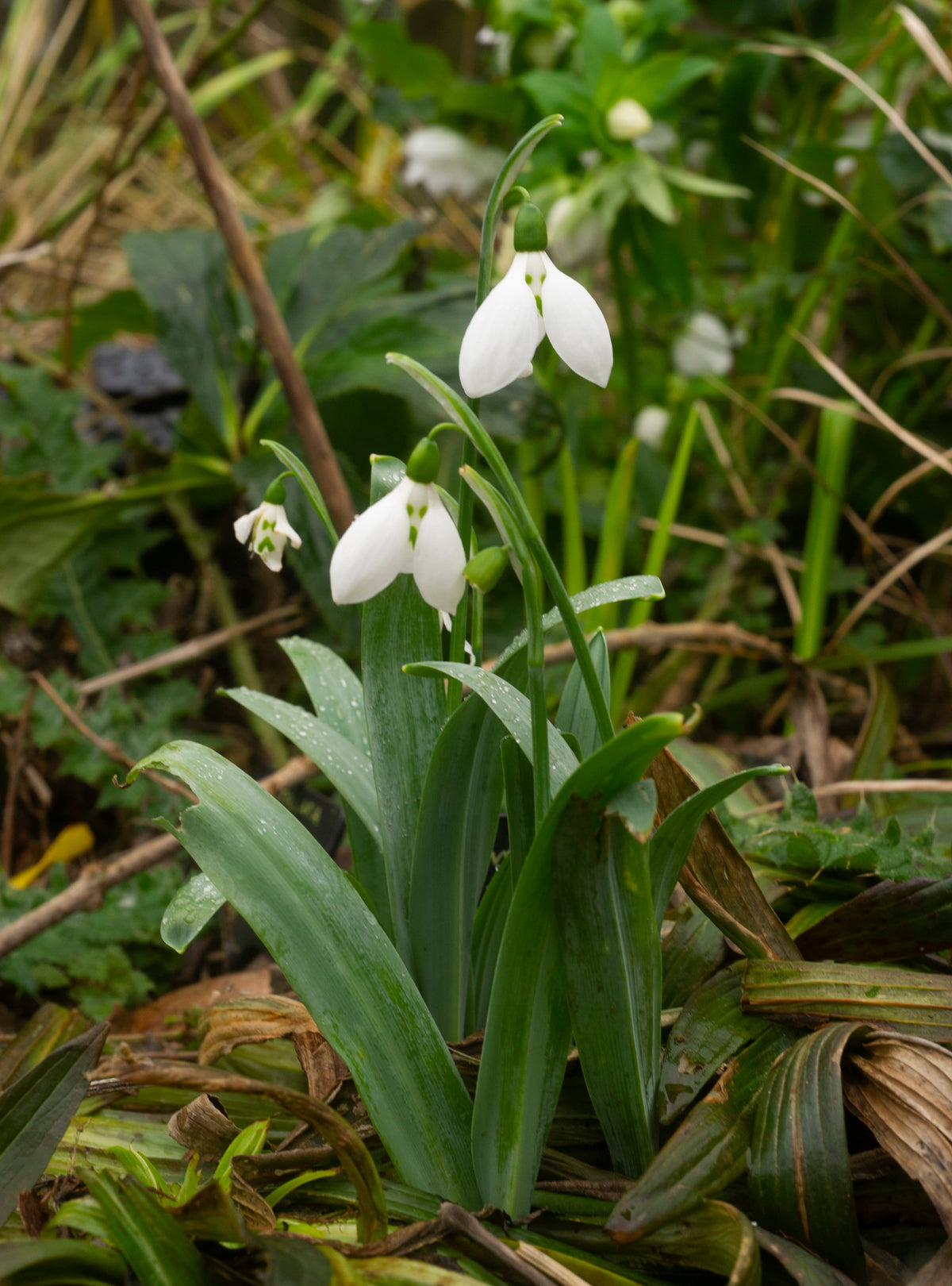 Galanthus elwesii 'Grumpy' snowdrop – photo 5