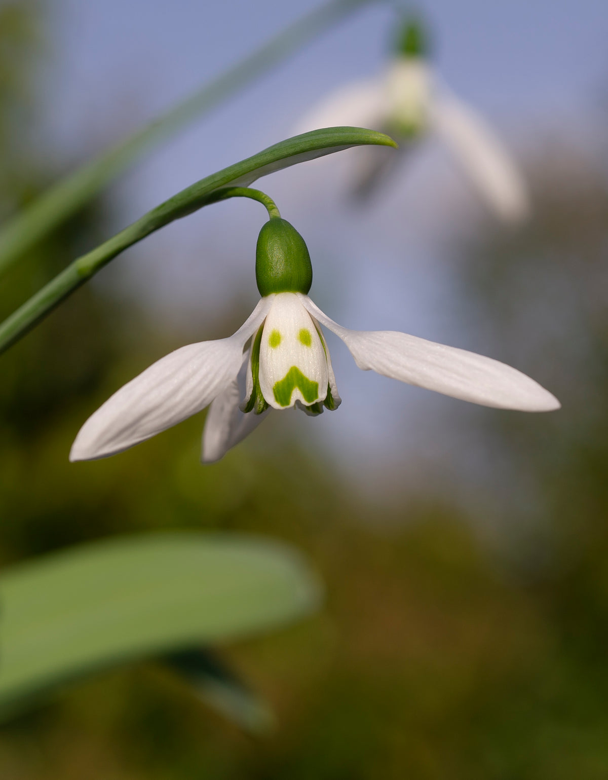 Galanthus elwesii 'Grumpy' snowdrop – photo 6