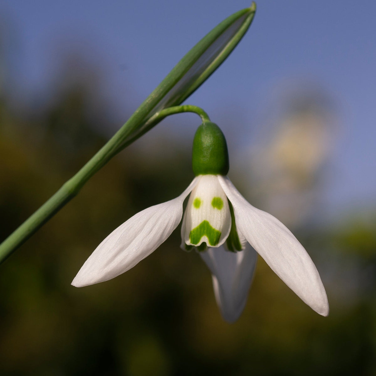 Galanthus elwesii 'Grumpy' snowdrop flower