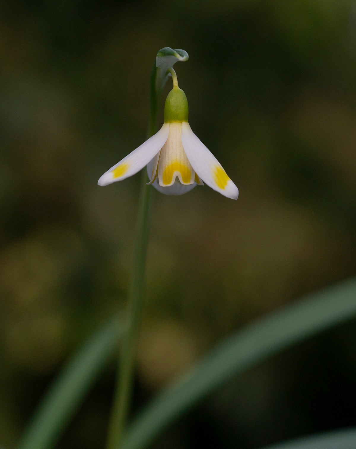 Galanthus x valentinei 'Midas' snowdrop – photo 2