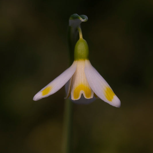 Galanthus x valentinei 'Midas' snowdrop flower