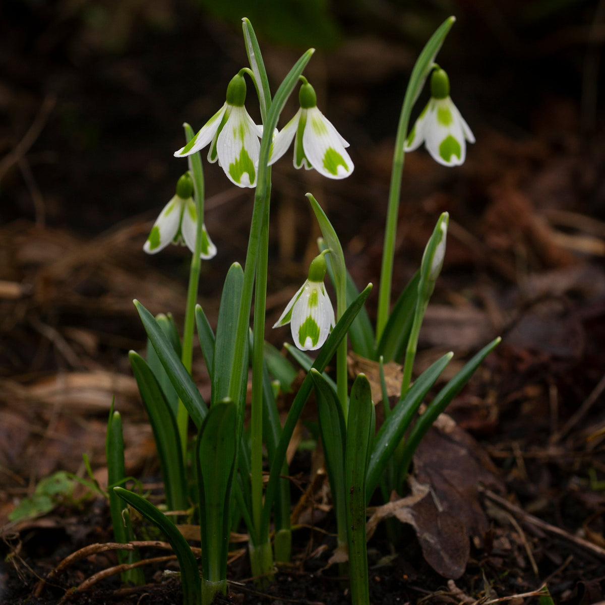 Galanthus 'Phil Cornish' snowdrop flower
