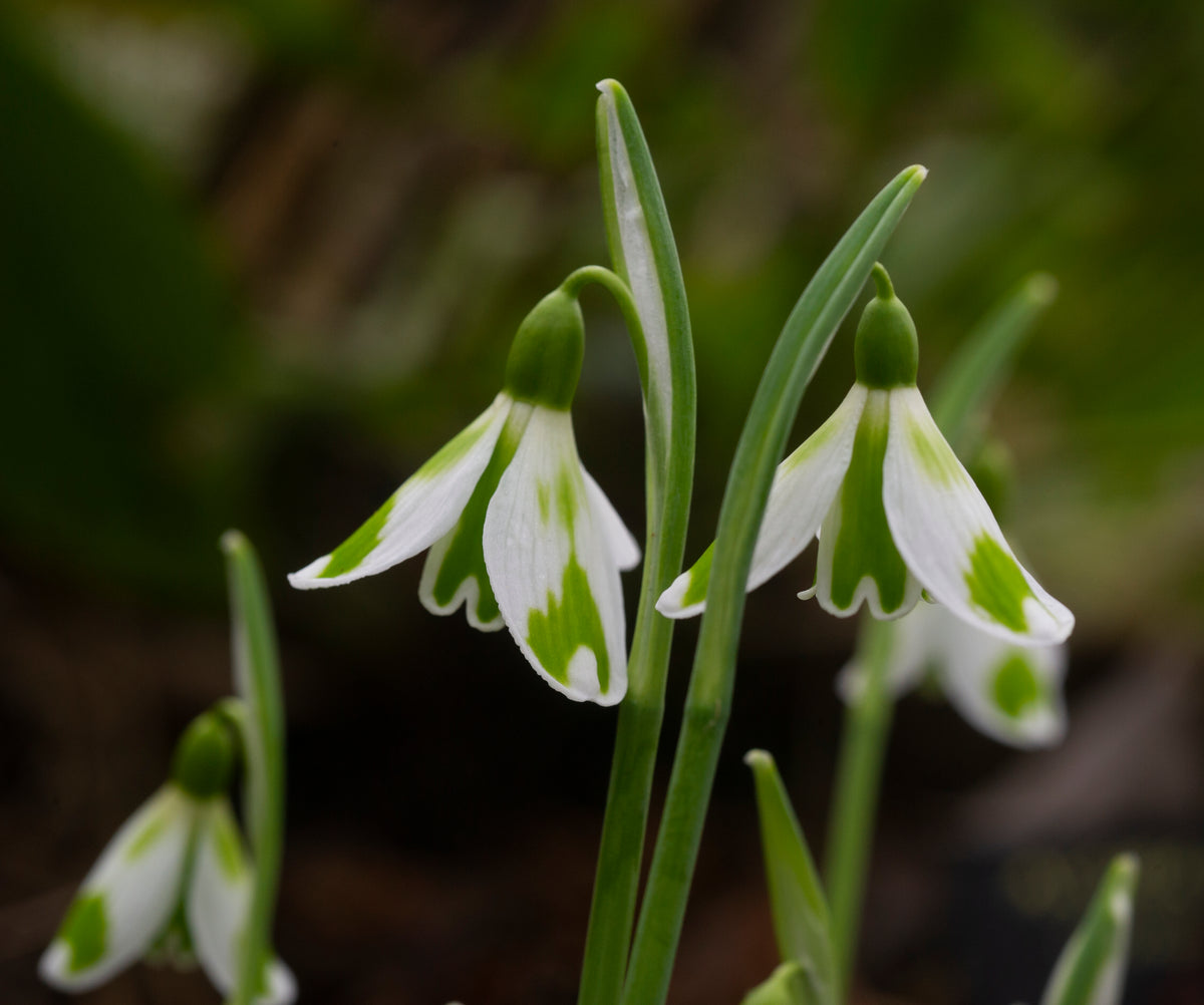 Galanthus 'Phil Cornish' snowdrop – photo 2