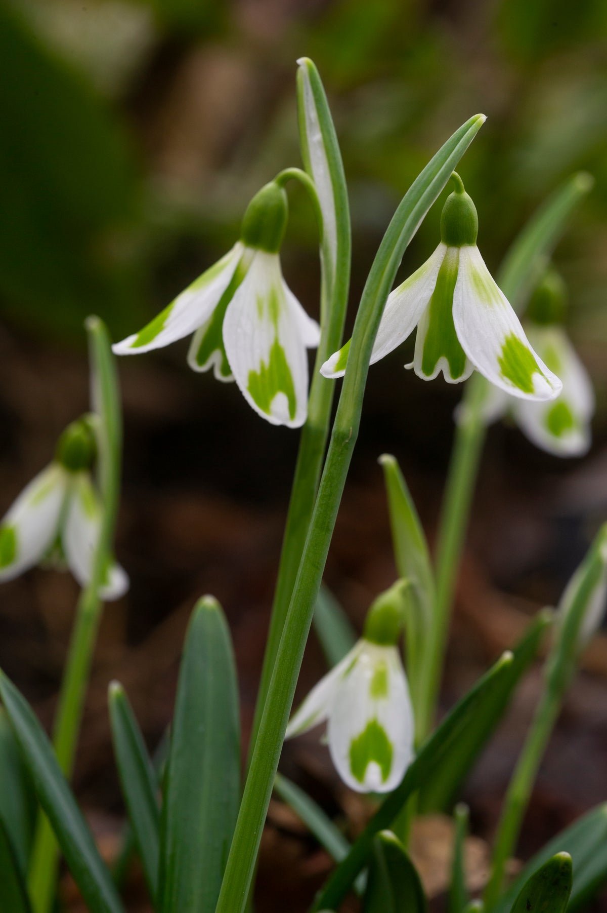 Galanthus 'Phil Cornish' snowdrop – photo 3