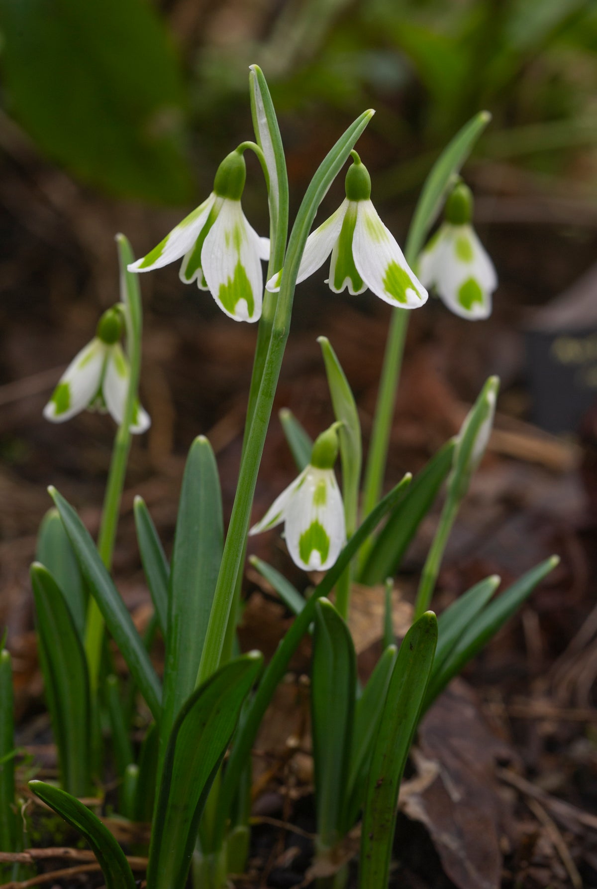Galanthus 'Phil Cornish' snowdrop – photo 4