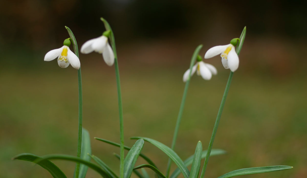Galanthus plicatus subsp. byzantinus 'Schorbuser Irrlicht' snowdrop – photo 2