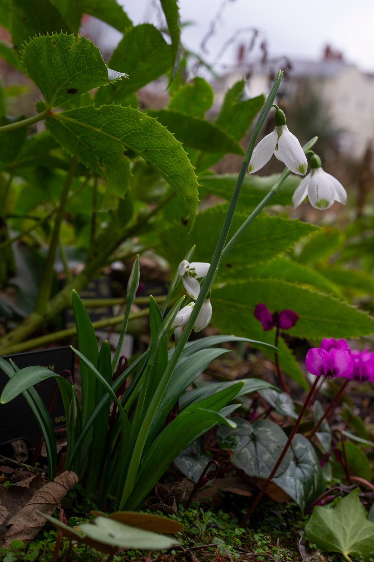 Galanthus plicatus 'Trinity' snowdrop – photo 4