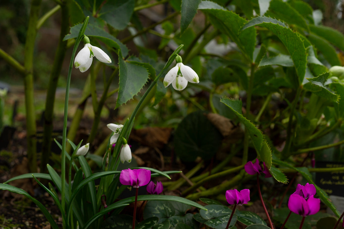Galanthus plicatus 'Trinity' snowdrop – photo 3