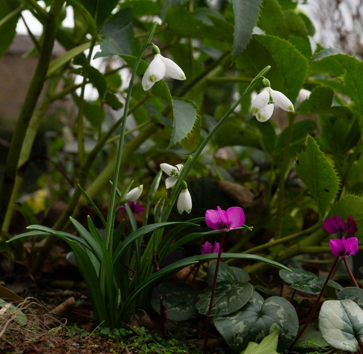 Galanthus plicatus 'Trinity' snowdrop – photo 2
