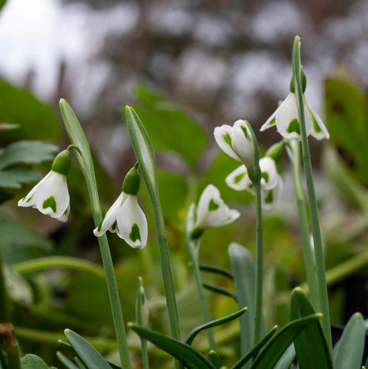 Galanthus 'Trympostor' snowdrop flower