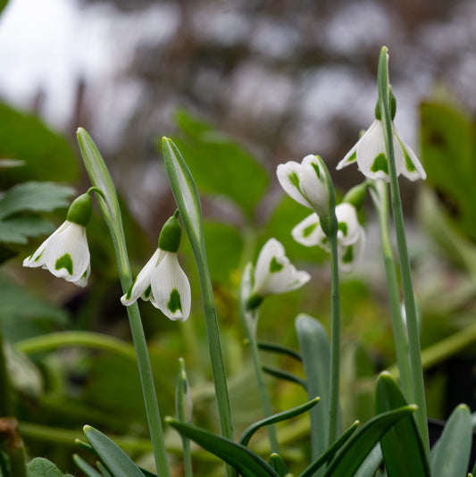 Galanthus 'Trympostor' snowdrop flower