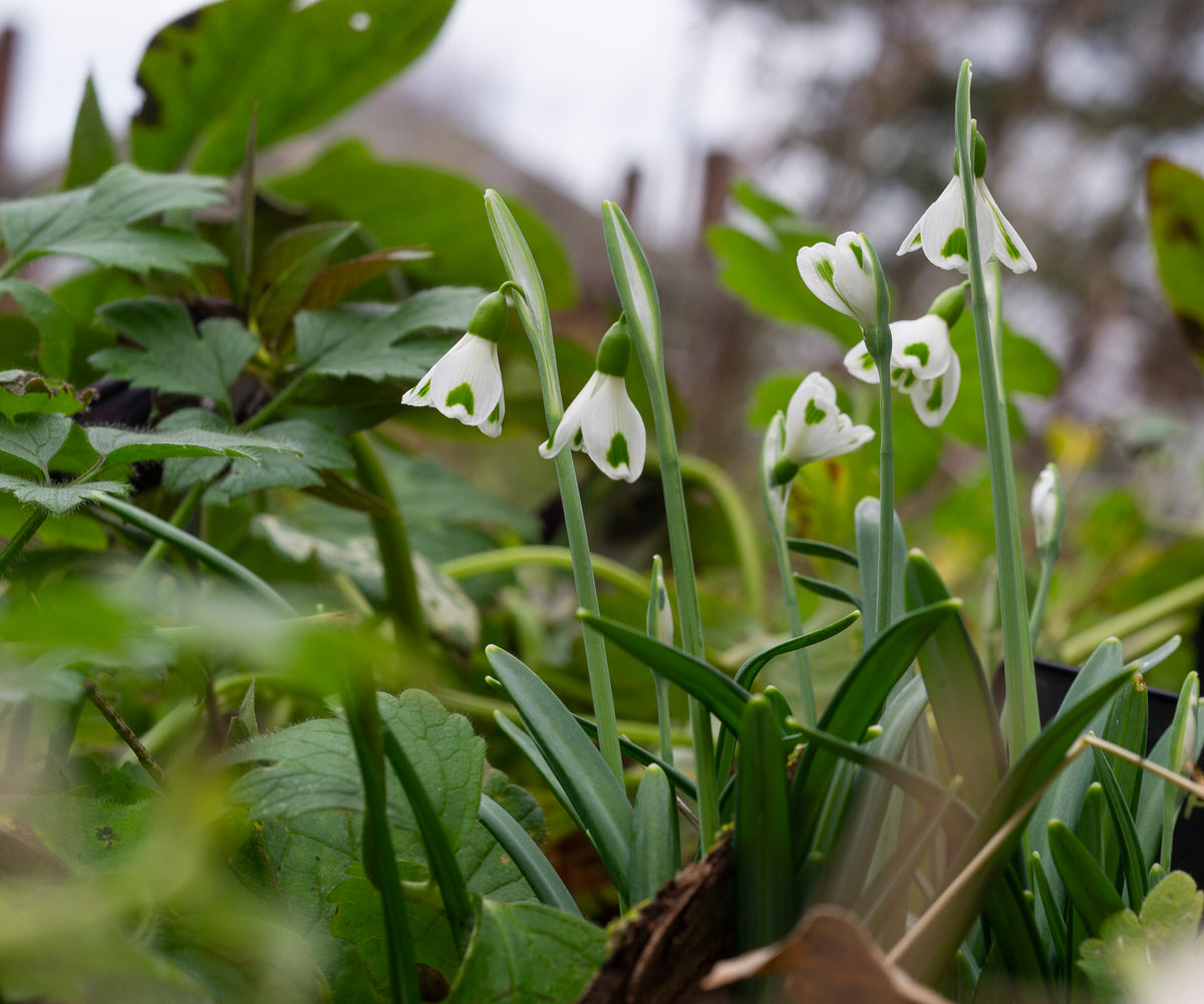 Galanthus 'Trympostor' snowdrop – photo 2