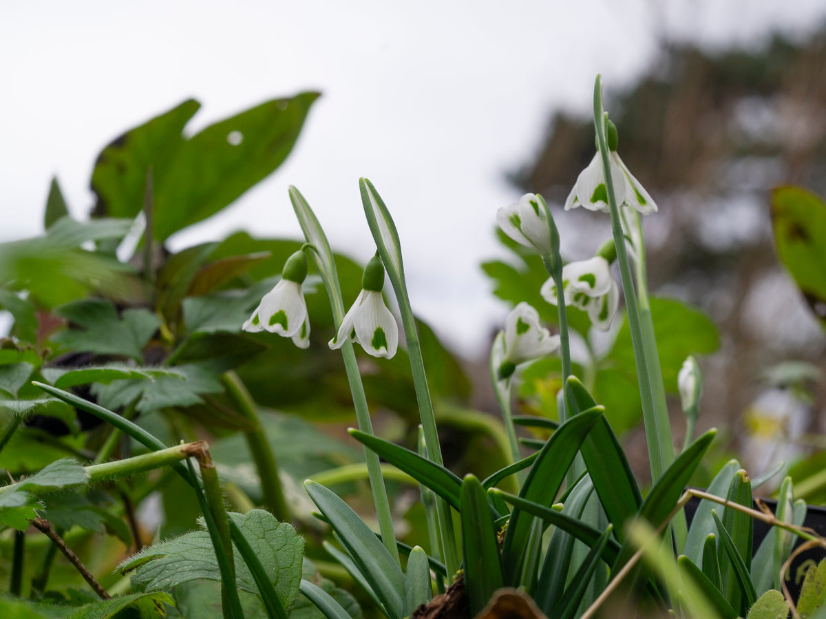 Galanthus 'Trympostor' snowdrop – photo 3