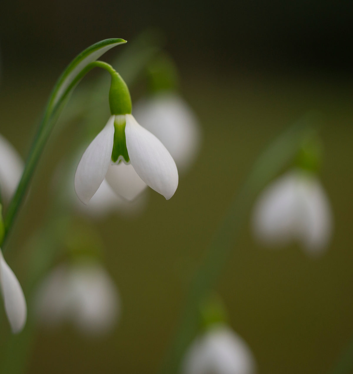 Galanthus 'Erway' snowdrop flower
