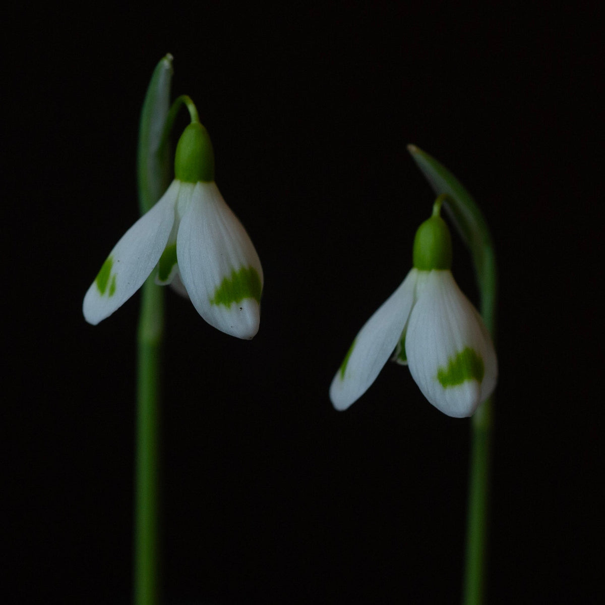 Galanthus 'Across The Road' snowdrop flower