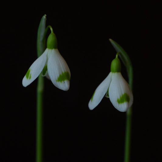 Galanthus 'Across The Road' snowdrop flower