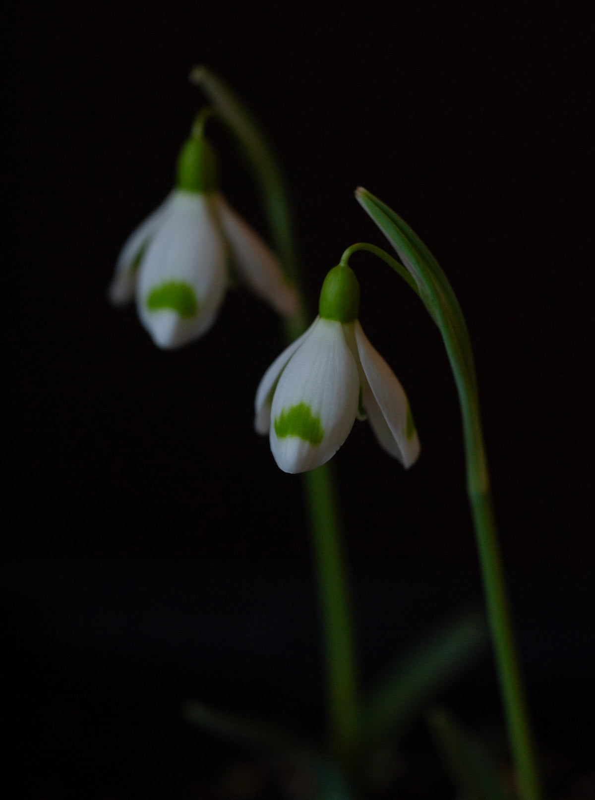 Galanthus 'Across The Road' snowdrop – photo 2