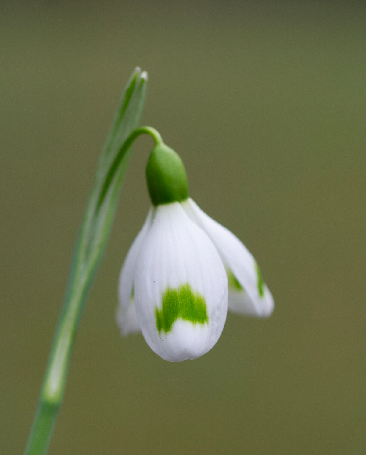 Galanthus 'Across The Road' snowdrop – photo 6