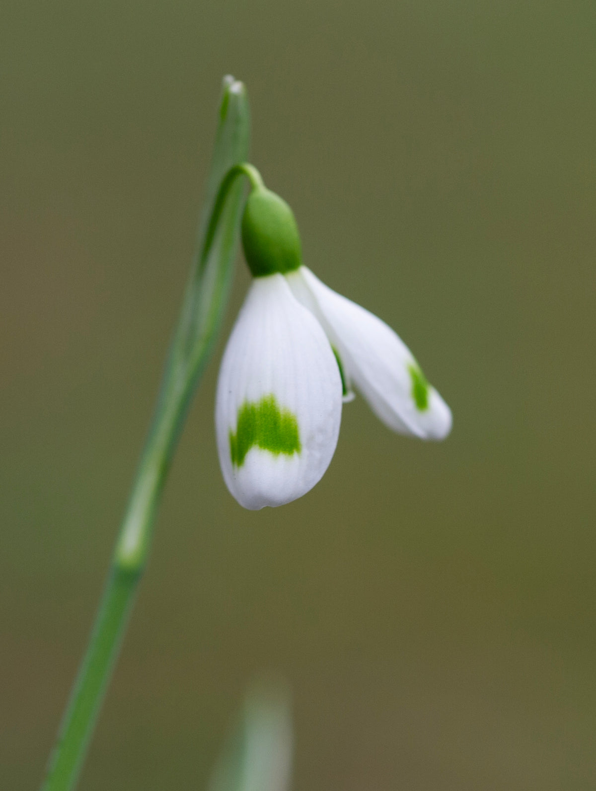 Galanthus 'Across The Road' snowdrop – photo 5