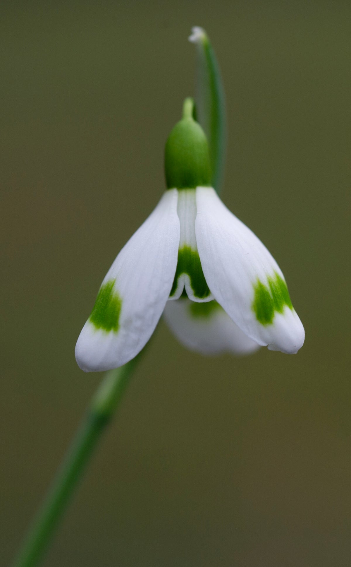 Galanthus 'Across The Road' snowdrop – photo 4