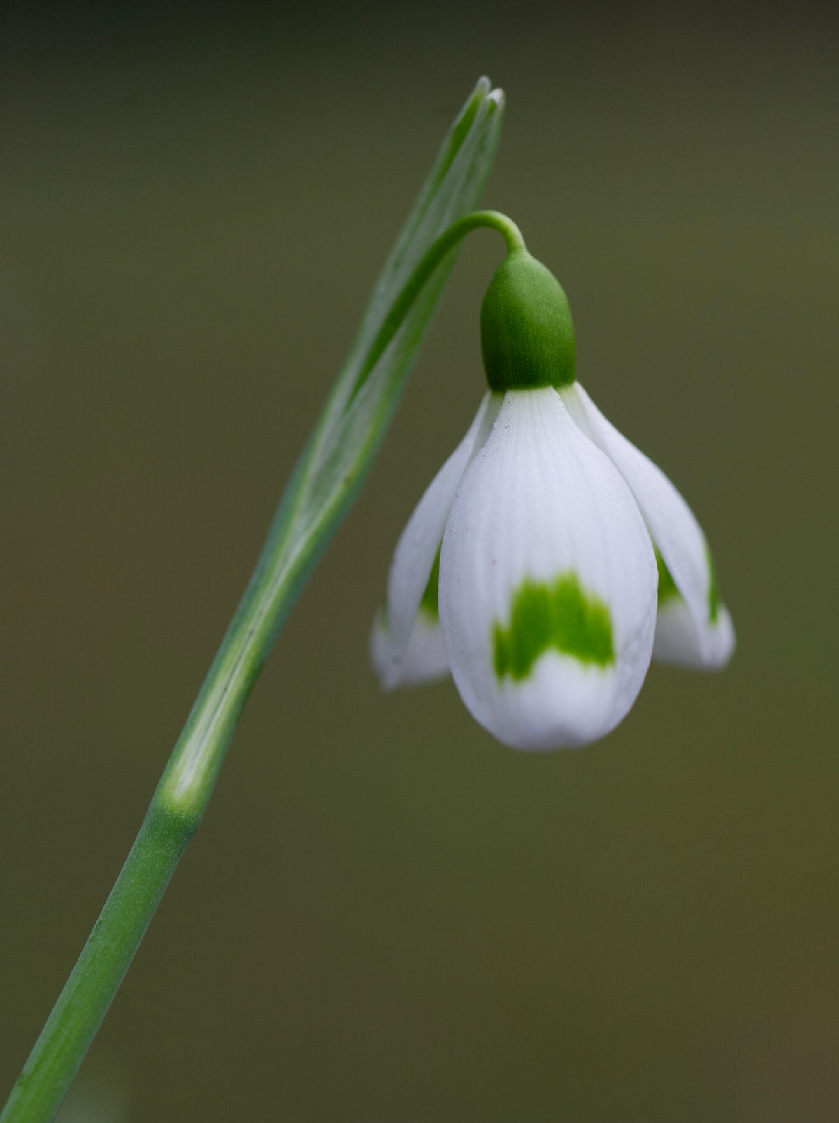 Galanthus 'Across The Road' snowdrop – photo 3